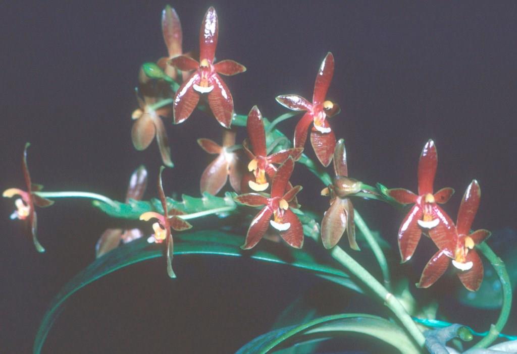 Phalaenopsis cornu-cervi - photo 2