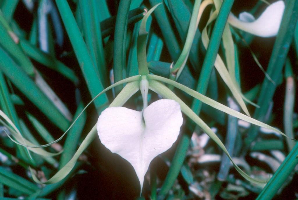 Brassavola nodosa var. nodosa