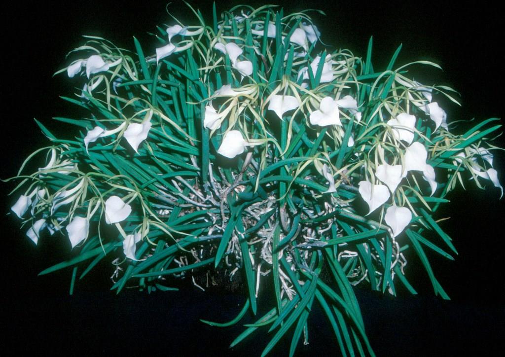 Brassavola nodosa var. nodosa - photo 2