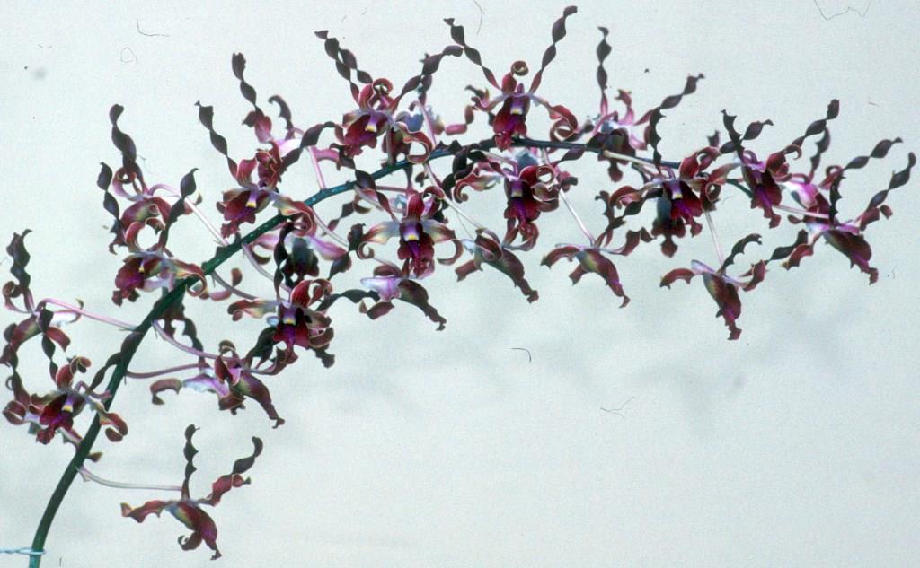 Dendrobium Charelle - photo 2