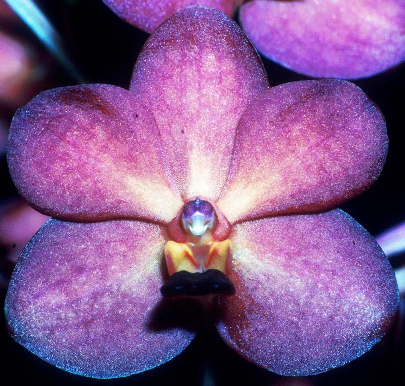 Vanda Precious - HCC/AOC