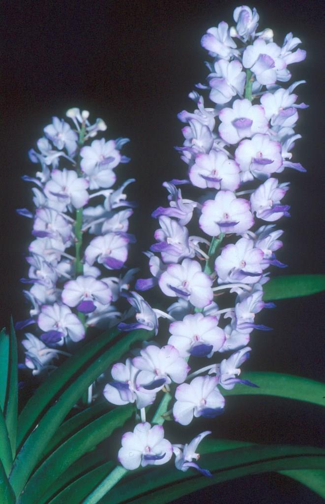 Vanda Five Friendships Pretty - photo 2