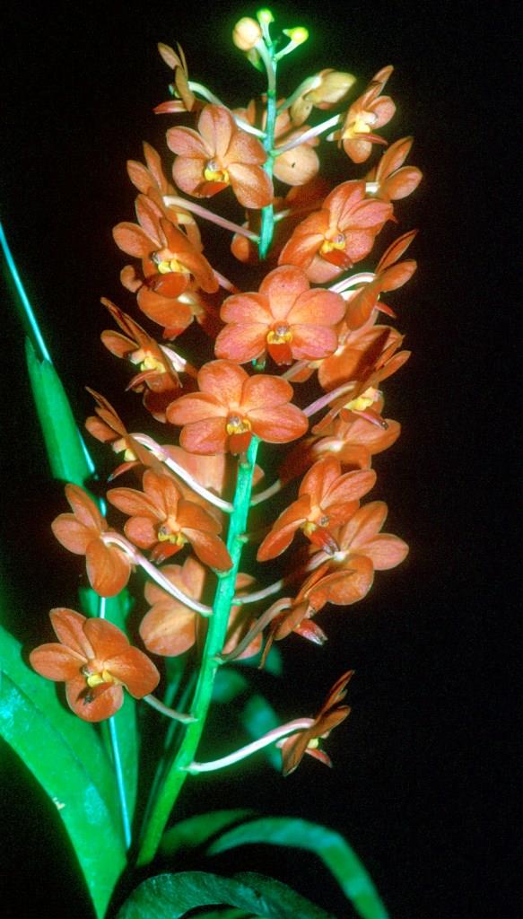 Vanda Asdornithee - photo 2