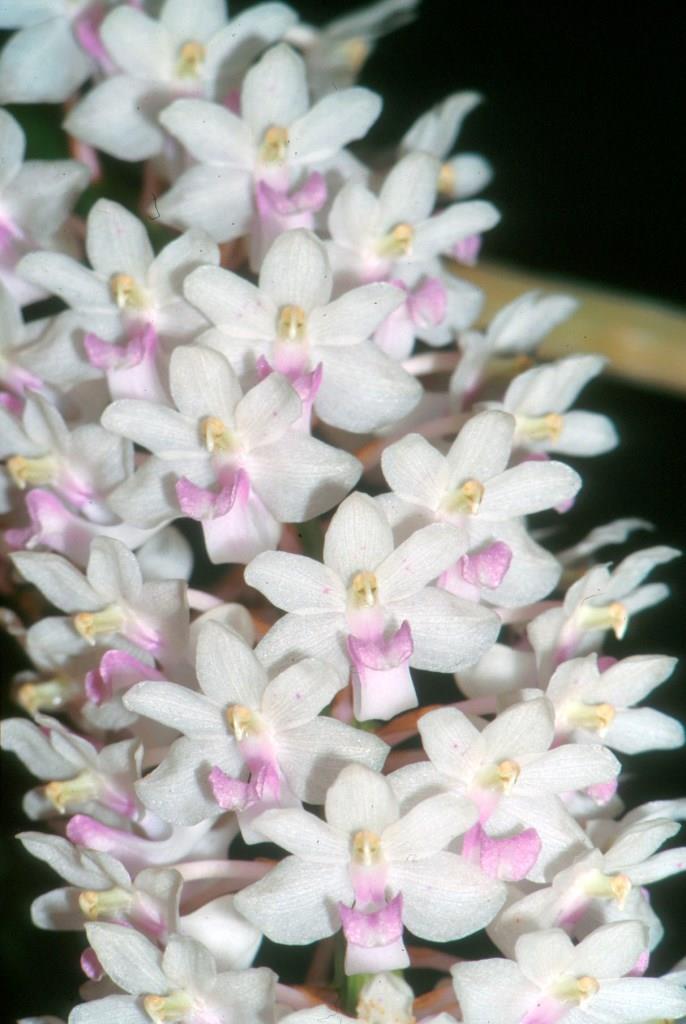 Rhynchostylis retusa - HCC/AOC