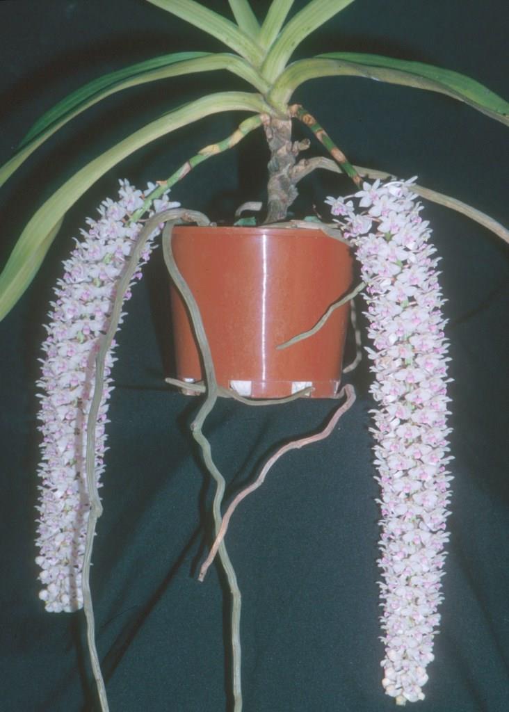 Rhynchostylis retusa - ACC/AOC