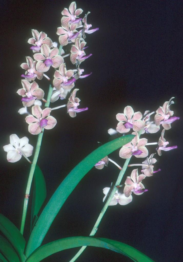 Vanda Mary Ellen - photo 2