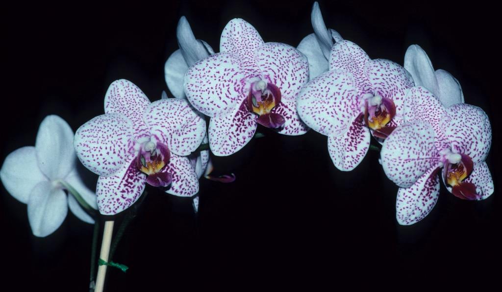 Phalaenopsis Brother John - photo 2