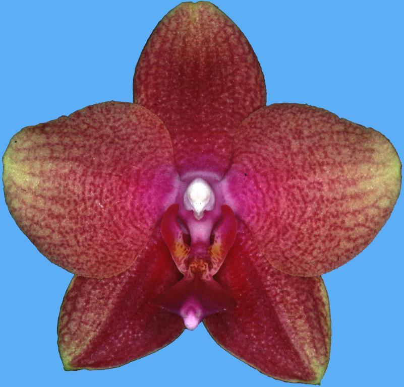 Phalaenopsis Brother Dendi - HCC/AOC