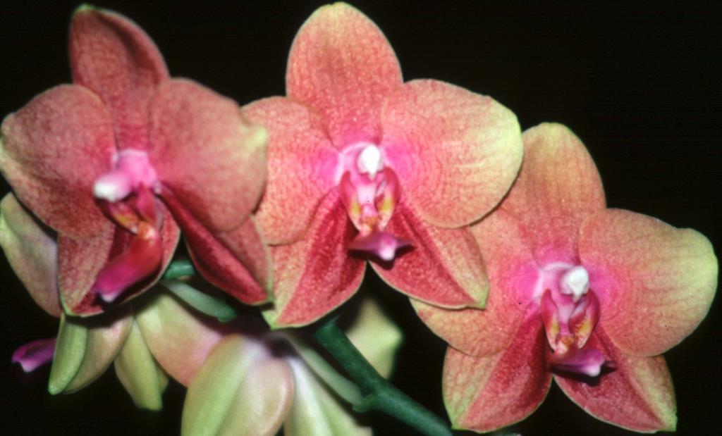 Phalaenopsis Brother Dendi - AD/AOC
