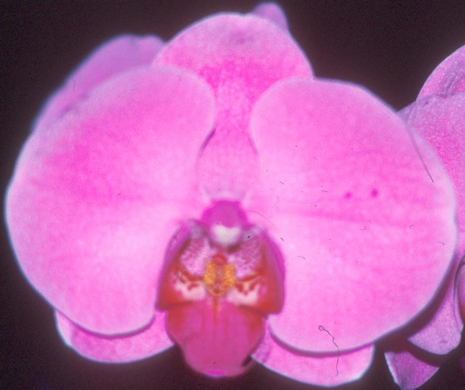Phalaenopsis Dendi's Takase 'Helen's Gem'