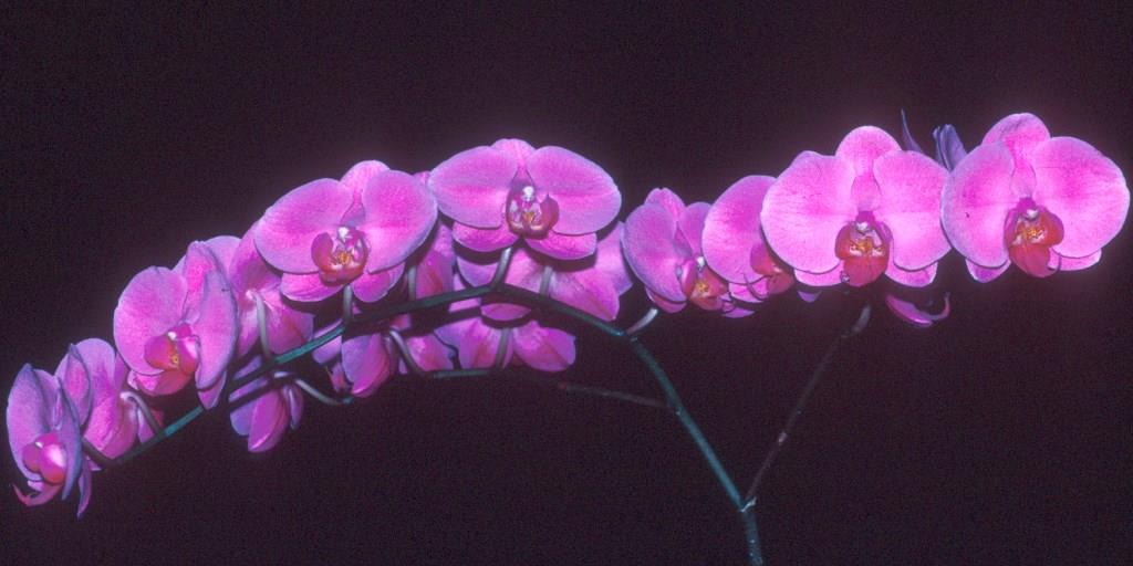 Phalaenopsis Dendi's Takase 'Helen's Gem' - photo 2