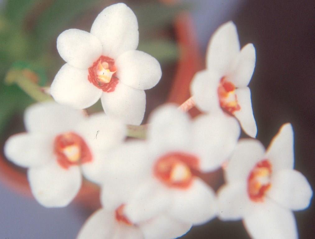 Sarcochilus hartmannii - HCC/AOC