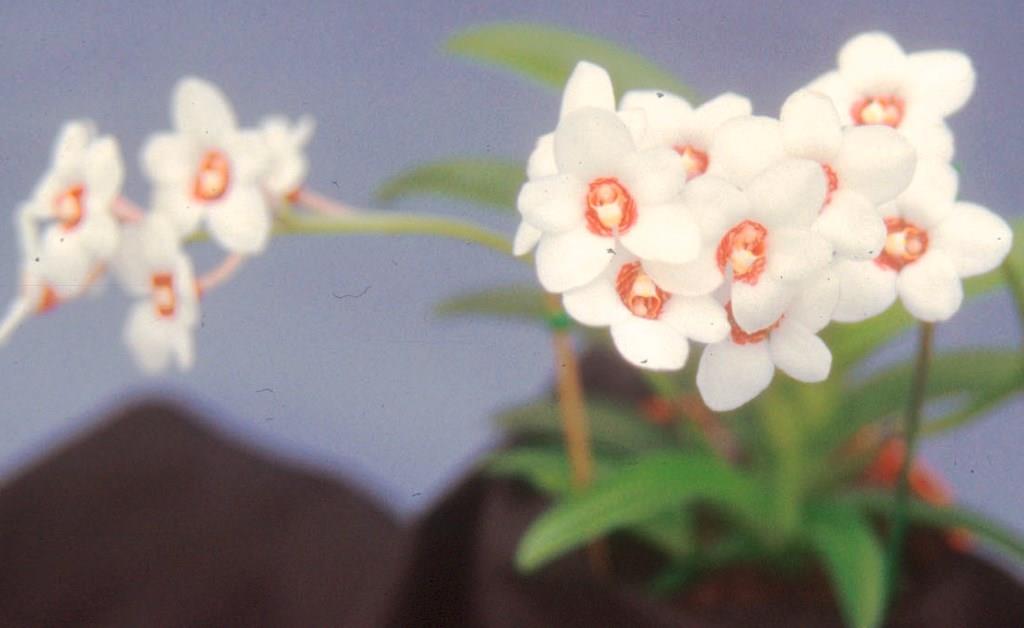Sarcochilus hartmannii - photo 2