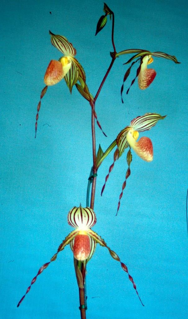 Paphiopedilum Praying Isabel - photo 2
