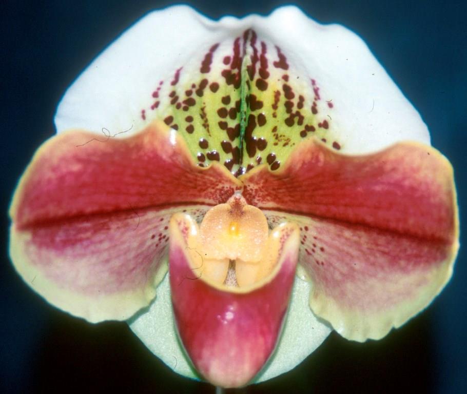 Paph Maurice Butler