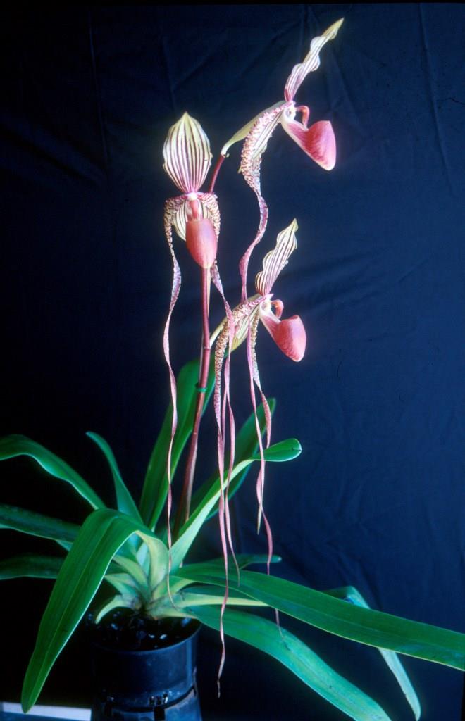 Paph Prince Edward of York