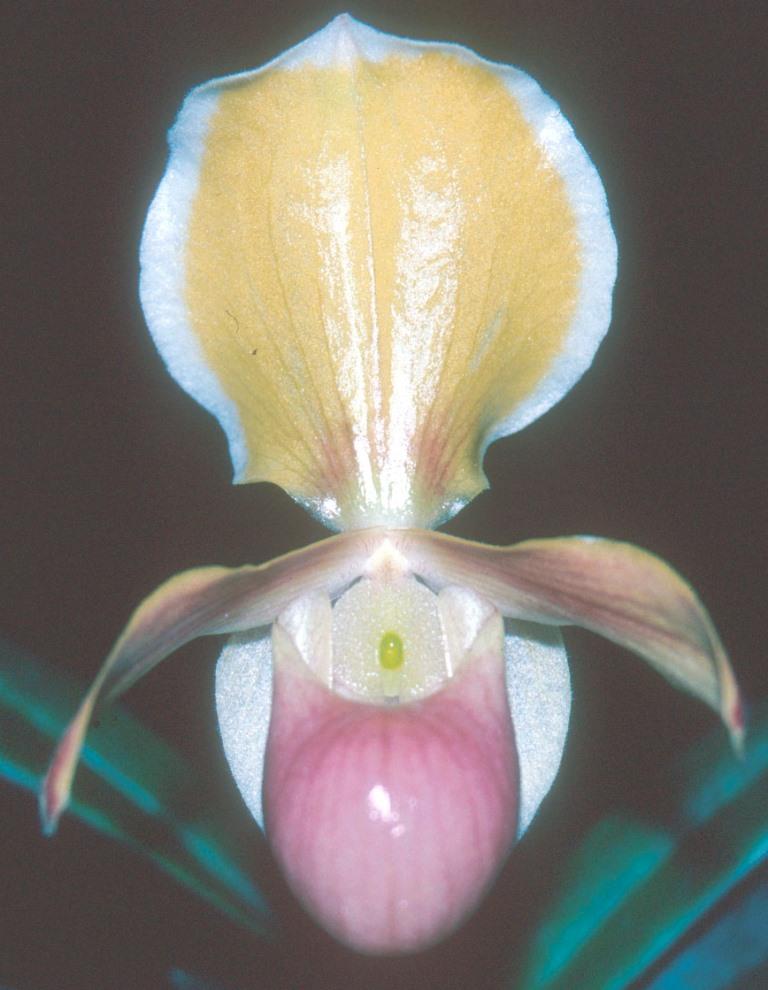 Paphiopedilum helenae - CBM/AOC