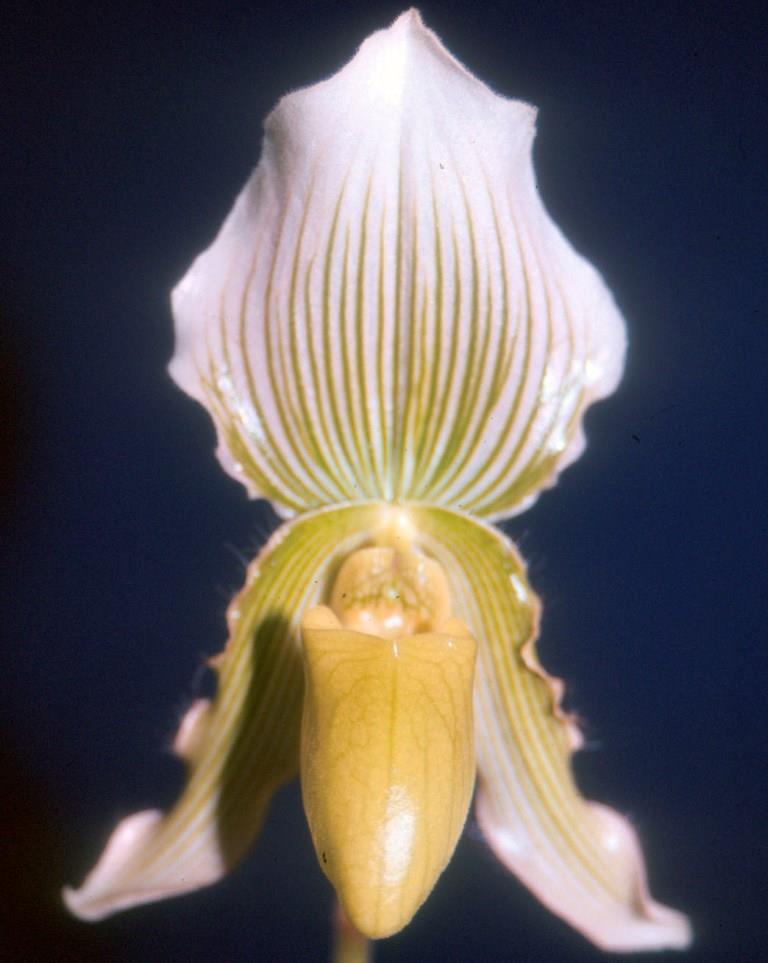 Paph Sybil