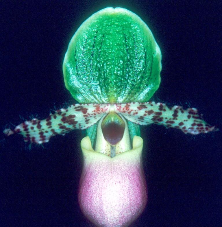 Paphiopedilum moquetteanum - HCC/AOC