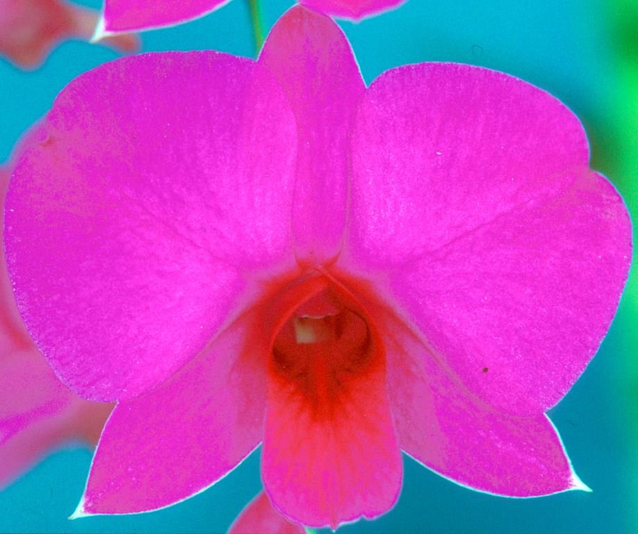 Dendrobium bigibbum var. compactum