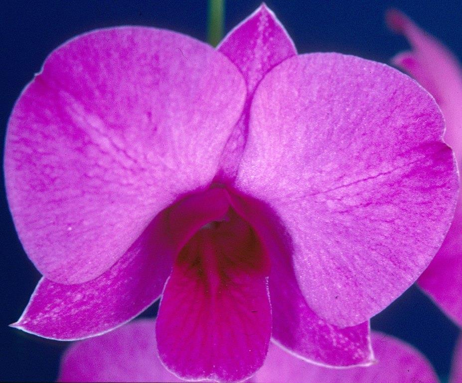 Dendrobium bigibbum var. compactum