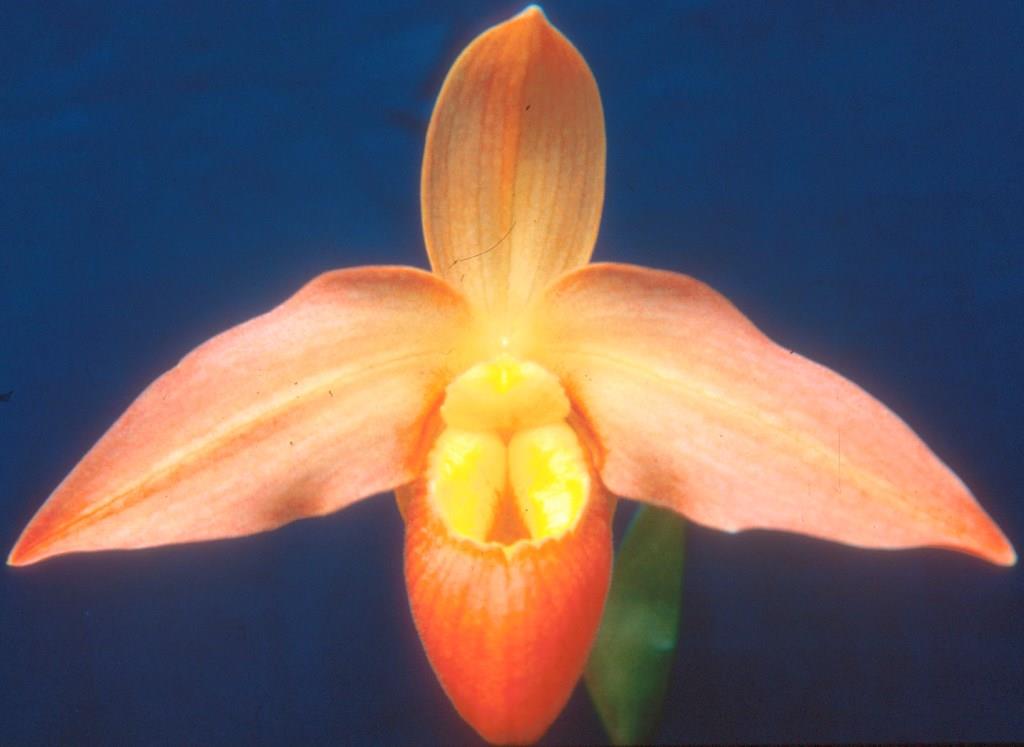 Phragmipedium Don Wimber - AM/AOC