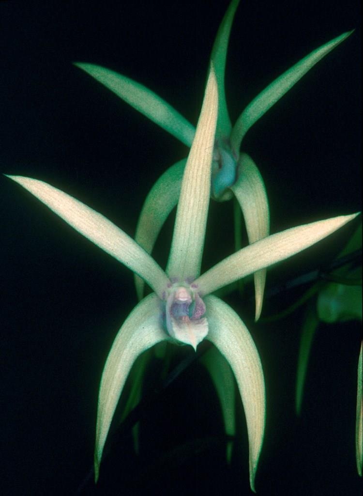 Dendrobium Alick Dockrill - HCC/AOC