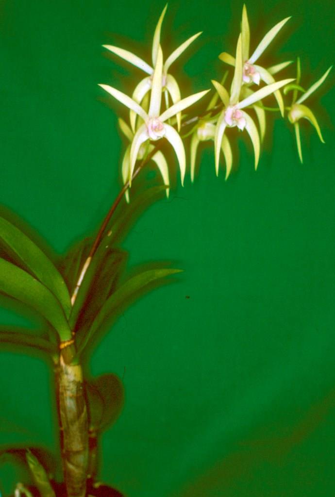 Dendrobium Alick Dockrill - photo 2