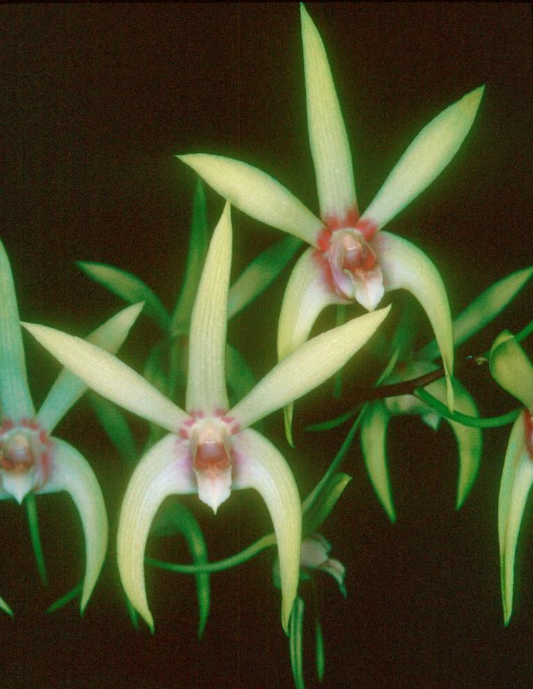 Dendrobium Alick Dockrill