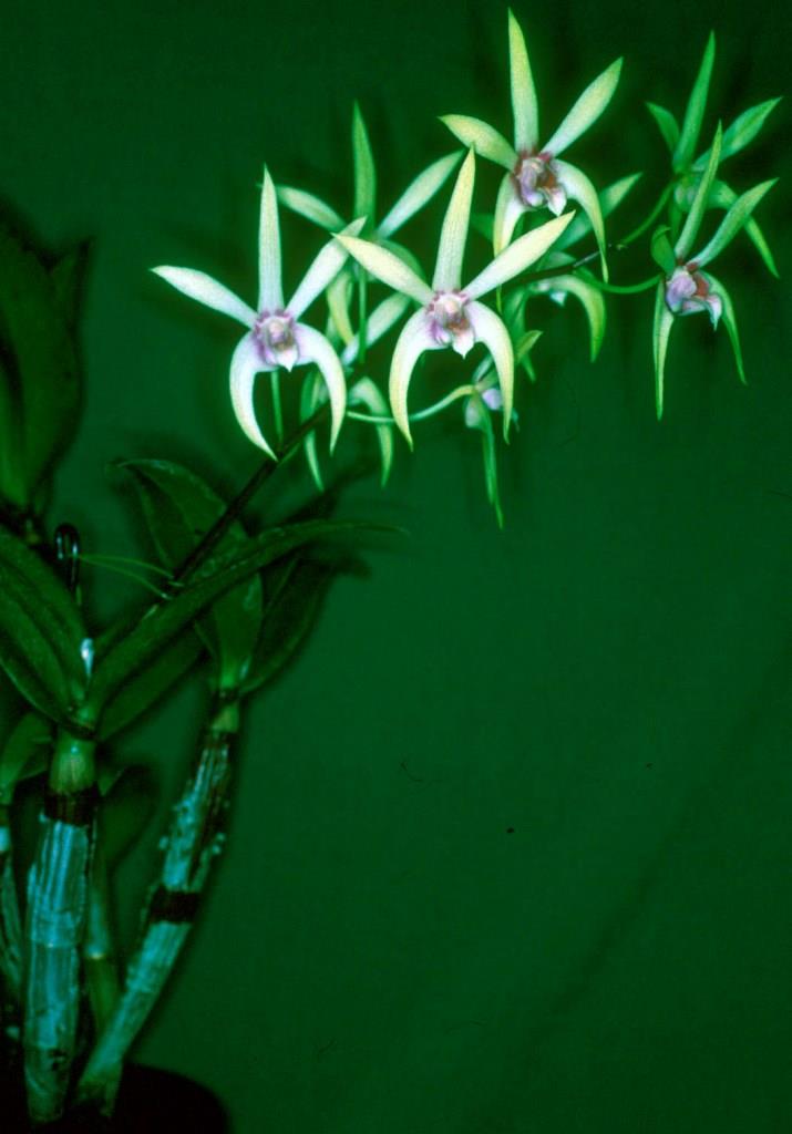 Dendrobium Alick Dockrill - photo 2