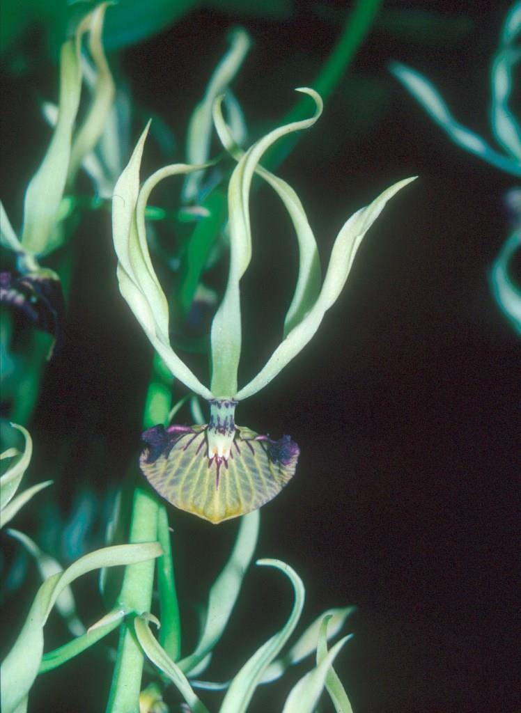 Prosthechea cochleata