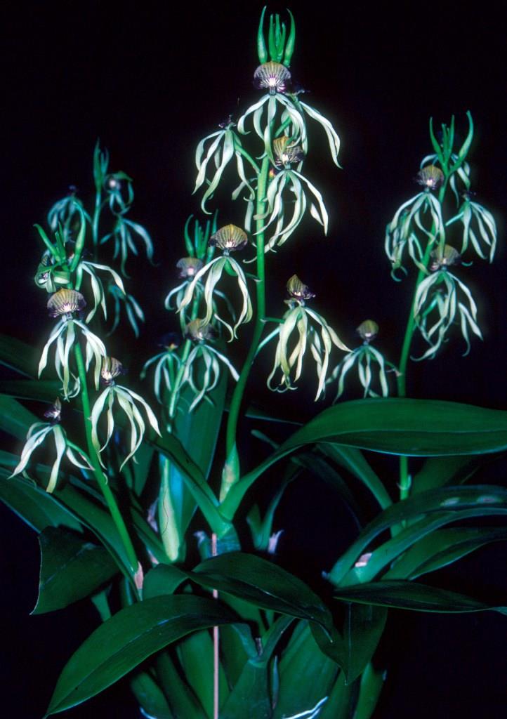 Prosthechea cochleata var. triandra - photo 2