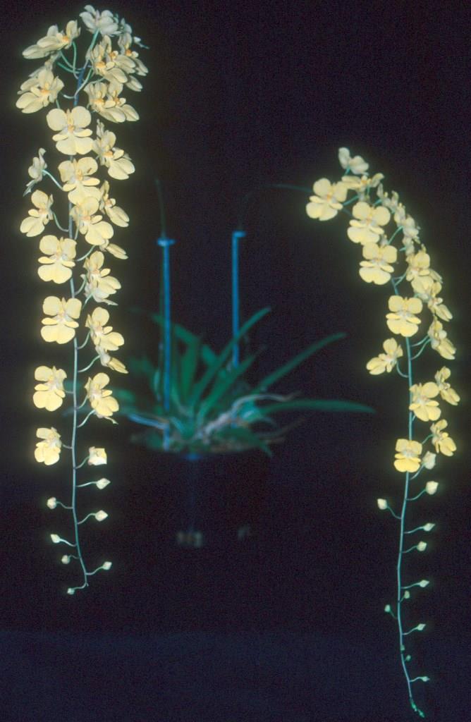 Zelenkoa onusta - photo 2