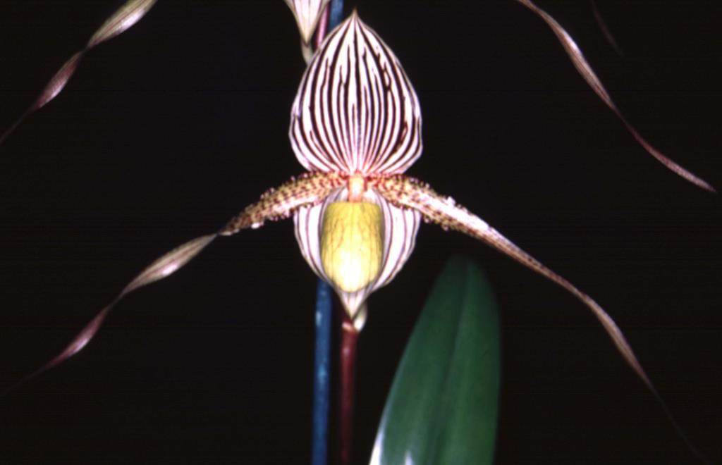 Paphiopedilum Saint Swithin - AM/AOC