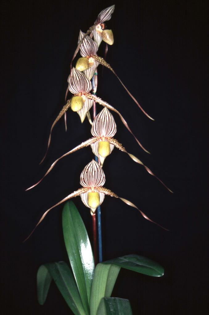 Paphiopedilum Saint Swithin - photo 2