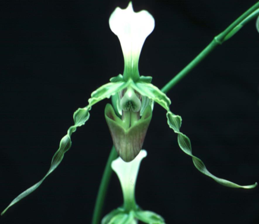 Paphiopedilum dianthum - HCC/AOC