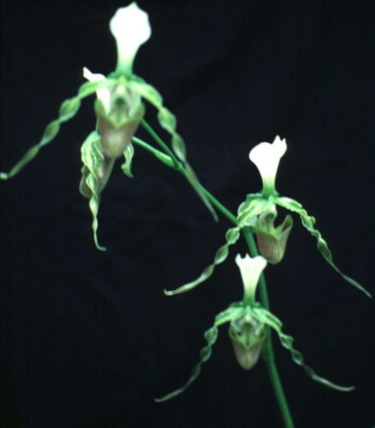 Paphiopedilum dianthum - photo 2