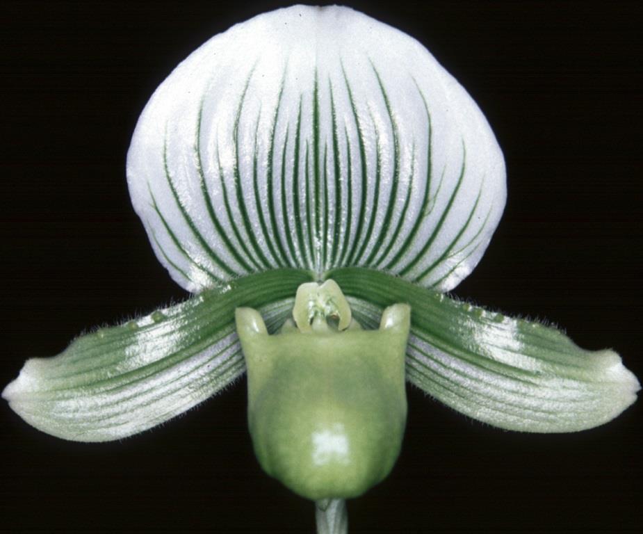Paphiopedilum Silver Maud
