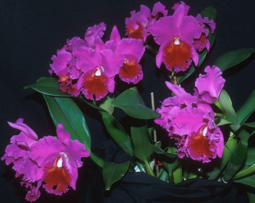 Rhyncholaeliocattleya Memoria Crispin Rosales - photo 2