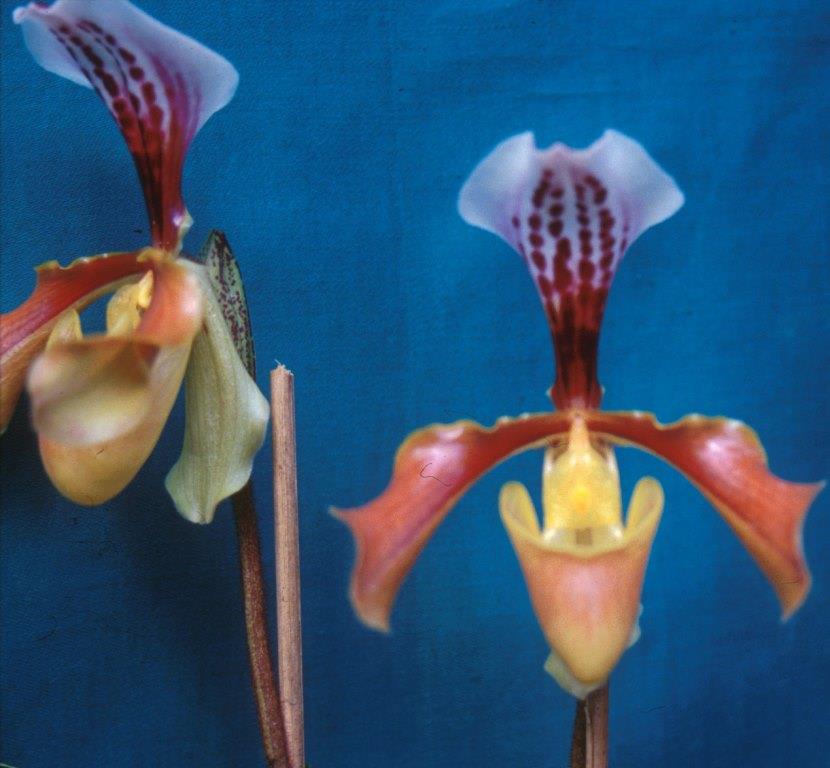 Paphiopedilum gratrixianum var. daoense - HCC/AOC