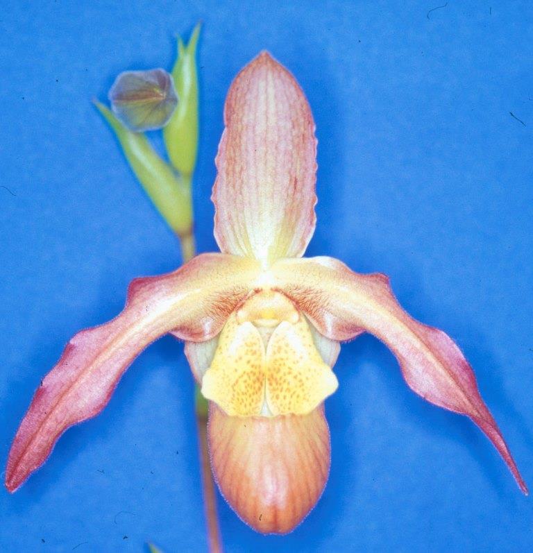 Phragmipedium Living Fire - HCC/AOC