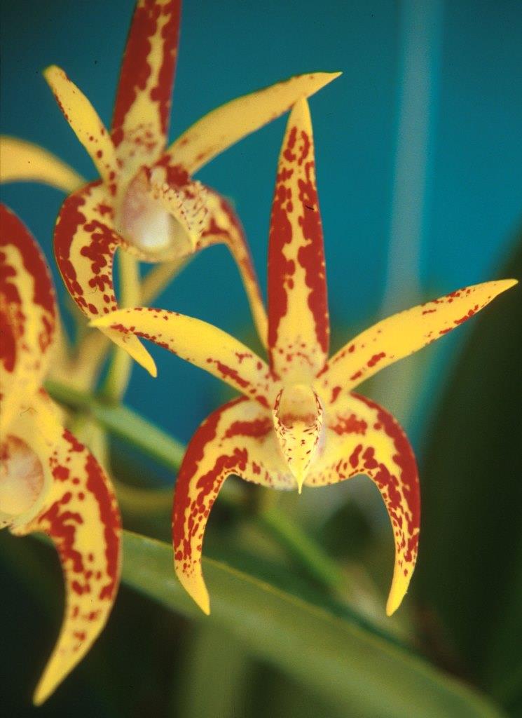 Den Avril's Gold 'Kerry's Delight'
