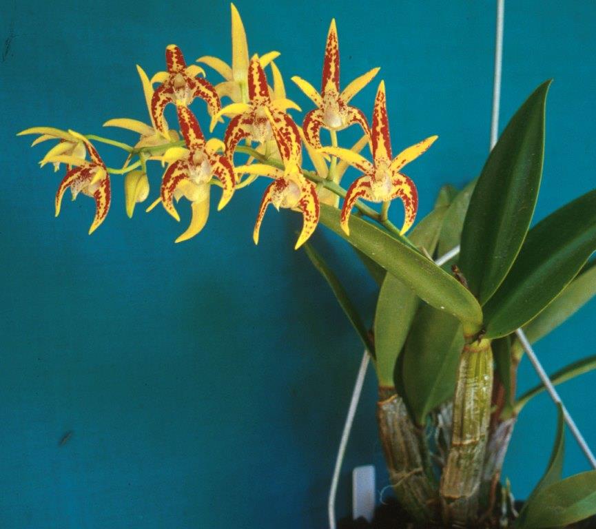 Dendrobium Avril's Gold 'Kerry's Delight' - photo 2