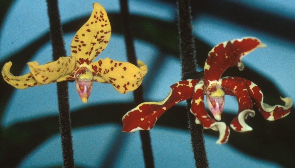 Dimorphorchis lowii - CBM/AOC