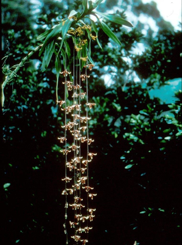 Dimorphorchis lowii - photo 2