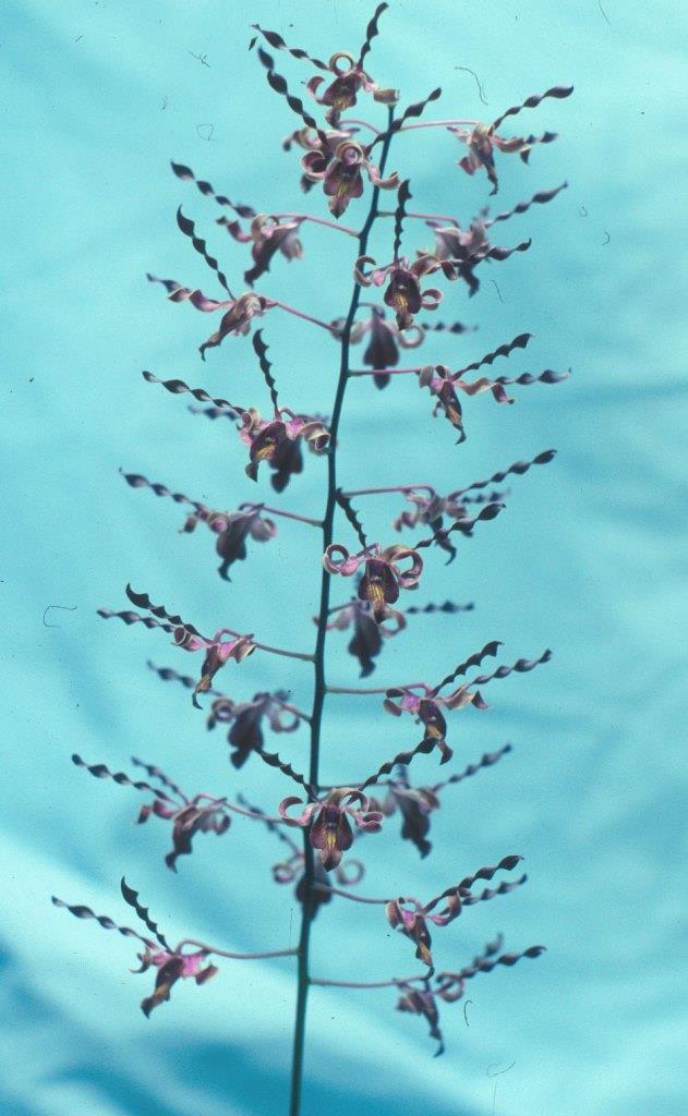 Dendrobium Kauri Pride - photo 2