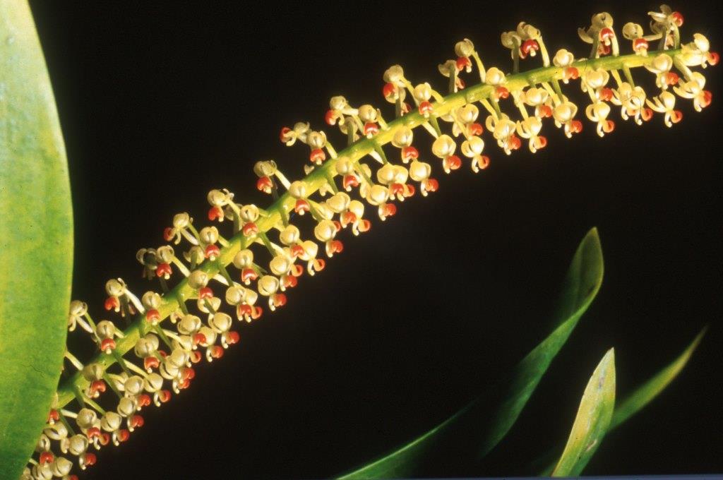 Liparis condylobulbon - ACC/AOC