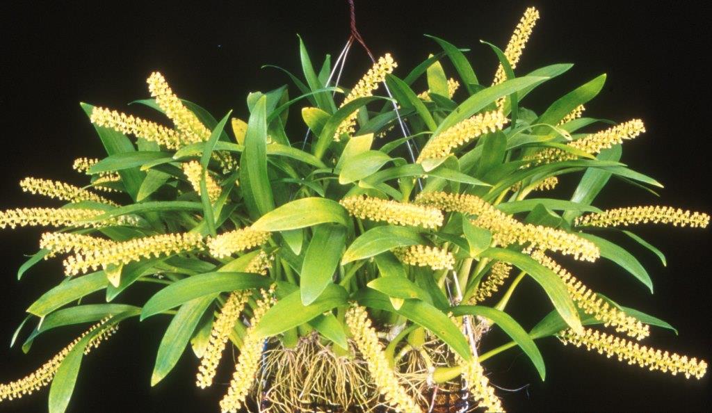 Liparis condylobulbon - ACC/AOC