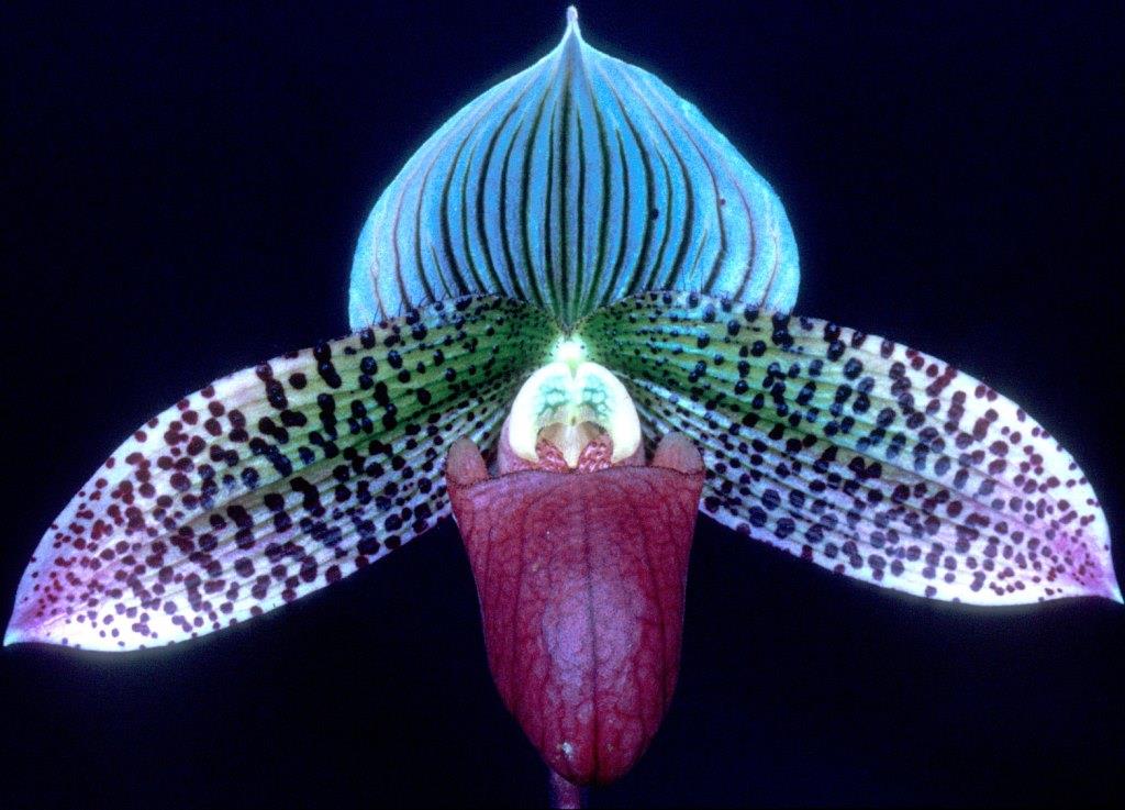 Paphiopedilum Macabre - AM/AOC