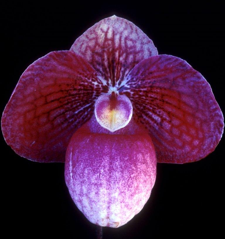 Paphiopedilum Kevin Porter